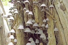 Publieksprijs KidzKlix paddenstoelen Publieksprijs KidzKlix paddenstoelen
