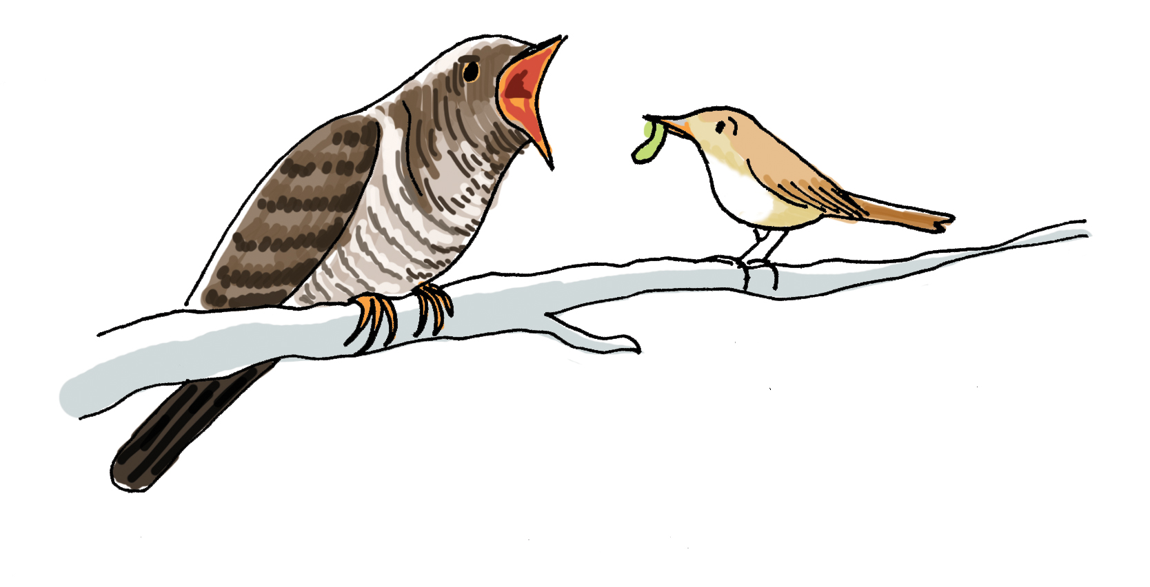 Tekening twee vogels, de ene vogel voert de andere vogel.